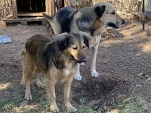 ZELDA, Hund, Mischlingshund in Griechenland - Bild 19