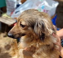 ZELDA, Hund, Mischlingshund in Griechenland - Bild 2