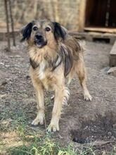 ZELDA, Hund, Mischlingshund in Griechenland - Bild 20