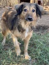 ZELDA, Hund, Mischlingshund in Griechenland - Bild 22