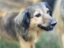 ZELDA, Hund, Mischlingshund in Griechenland - Bild 23