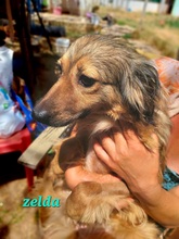 ZELDA, Hund, Mischlingshund in Griechenland - Bild 3