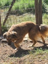 ZELDA, Hund, Mischlingshund in Griechenland - Bild 4