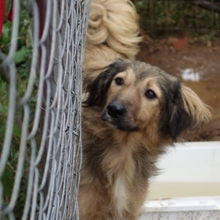 ZELDA, Hund, Mischlingshund in Griechenland - Bild 5