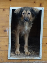 ZELDA, Hund, Mischlingshund in Griechenland - Bild 6