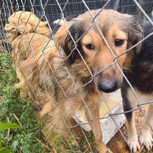 ZELDA, Hund, Mischlingshund in Griechenland - Bild 7
