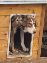 ZELDA, Hund, Mischlingshund in Griechenland - Bild 8