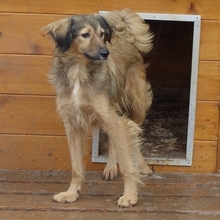 ZELDA, Hund, Mischlingshund in Griechenland - Bild 9
