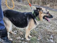 ZARA, Hund, Deutscher Schäferhund-Mix in Slowakische Republik - Bild 13
