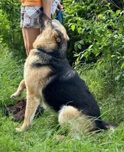 ZARA, Hund, Deutscher Schäferhund-Mix in Slowakische Republik - Bild 4