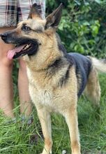 ZARA, Hund, Deutscher Schäferhund-Mix in Slowakische Republik - Bild 7