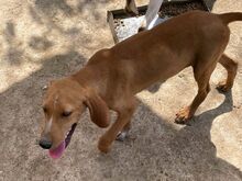 MANNY, Hund, Mischlingshund in Griechenland - Bild 3