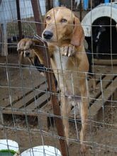 MANNY, Hund, Mischlingshund in Griechenland - Bild 7