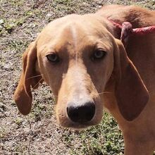 MANNY, Hund, Mischlingshund in Walldürn