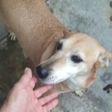 DESY, Hund, Mischlingshund in Italien - Bild 1