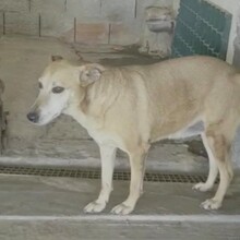 DESY, Hund, Mischlingshund in Italien - Bild 2