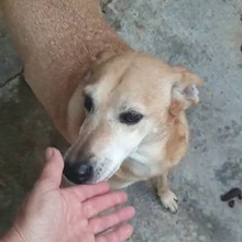 DESY, Hund, Mischlingshund in Italien - Bild 3