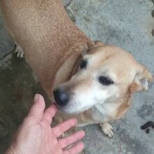 DESY, Hund, Mischlingshund in Italien - Bild 4