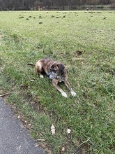 AKINO, Hund, Mischlingshund in Faulbach - Bild 2