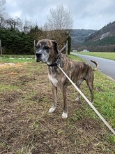 AKINO, Hund, Mischlingshund in Faulbach - Bild 8