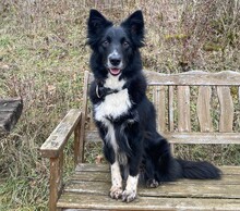 MIRLA, Hund, Border Collie-Mix in Witzenhausen - Bild 1