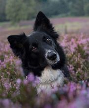 MIRLA, Hund, Border Collie-Mix in Witzenhausen - Bild 2