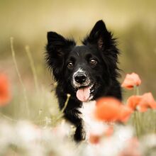 MIRLA, Hund, Border Collie-Mix in Witzenhausen - Bild 3