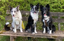 MIRLA, Hund, Border Collie-Mix in Witzenhausen - Bild 4