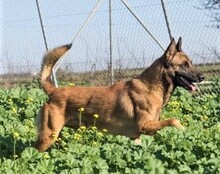 ELIOT, Hund, Malinois in Spanien - Bild 2