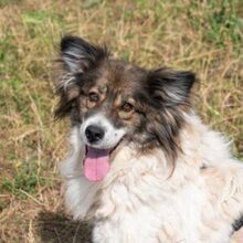 XENA, Hund, Mischlingshund in Rumänien - Bild 1
