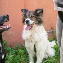 XENA, Hund, Mischlingshund in Rumänien - Bild 2