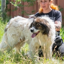 XENA, Hund, Mischlingshund in Rumänien - Bild 3