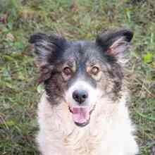 XENA, Hund, Mischlingshund in Rumänien - Bild 5