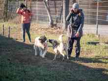 XENA, Hund, Mischlingshund in Rumänien - Bild 6