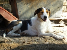FIDEL, Hund, Mischlingshund in Griechenland - Bild 1