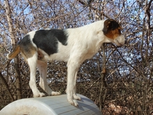FIDEL, Hund, Mischlingshund in Griechenland - Bild 3