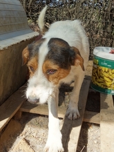 FIDEL, Hund, Mischlingshund in Griechenland - Bild 4