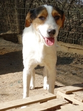 FIDEL, Hund, Mischlingshund in Griechenland - Bild 5