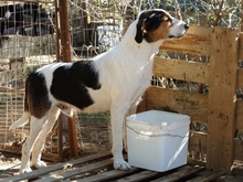 FIDEL, Hund, Mischlingshund in Griechenland - Bild 6