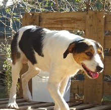 FIDEL, Hund, Mischlingshund in Griechenland - Bild 7