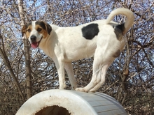 OLIVER, Hund, Mischlingshund in Griechenland - Bild 1
