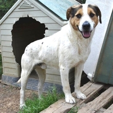 OLIVER, Hund, Mischlingshund in Griechenland - Bild 11