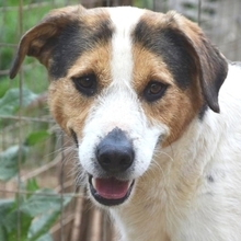 OLIVER, Hund, Mischlingshund in Griechenland - Bild 12