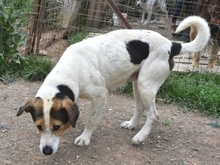 OLIVER, Hund, Mischlingshund in Griechenland - Bild 13
