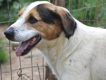 OLIVER, Hund, Mischlingshund in Griechenland - Bild 14