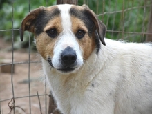 OLIVER, Hund, Mischlingshund in Griechenland - Bild 15