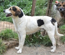 OLIVER, Hund, Mischlingshund in Griechenland - Bild 16