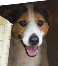OLIVER, Hund, Mischlingshund in Griechenland - Bild 17