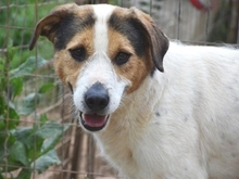 OLIVER, Hund, Mischlingshund in Griechenland - Bild 18