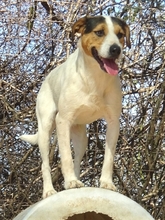 OLIVER, Hund, Mischlingshund in Griechenland - Bild 2